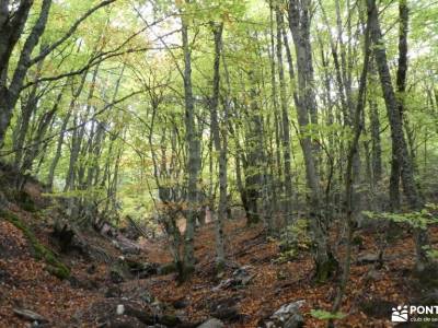 Hayedo de La Pedrosa-Riaza-Sierra Ayllón; llanos del hospital liencres cabrilla calatañazor galicia 